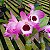 Dendrobium Nobile Rosa Claro Miolo Escuro - Imagem 4