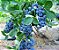 Mirtilo ou Blueberry (Vaccinium Myrtillus) - Imagem 1