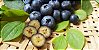 Mirtilo ou Blueberry (Vaccinium Myrtillus) - Imagem 6