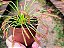 Drosera Capensis Tipo - Imagem 5