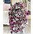Tradescantia Zebrina (Lambari Roxo) - Imagem 1