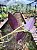 Tradescantia Zebrina (Lambari Roxo) - Imagem 7