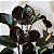 Antúrio Negro - Anthurium Andraeanum 'Black Love' - Imagem 1