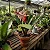 Bromélia Aechmea Chantinii 'Black' ou Bromélia Zebra - Imagem 2