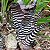 Aechmea Chantinii 'Black' ou Bromélia Zebra - Imagem 5