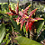 Aechmea Chantinii 'Black' ou Bromélia Zebra - Imagem 1
