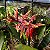 Aechmea Chantinii 'Black' ou Bromélia Zebra - Imagem 8