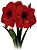 Amaryllis Red Lion - Imagem 1