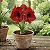 Bulbo de Flor Amaryllis Red Lion - Imagem 1