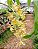 Catasetum Fimbriatum x Pilleatum Imperiallis (Variação nº 3) - Imagem 2