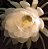 Epiphyllum oxypetalum - Rainha Da Noite - Imagem 1