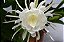 Epiphyllum oxypetalum - Rainha Da Noite - Imagem 7