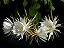 Epiphyllum oxypetalum - Rainha Da Noite - Imagem 3