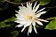 Epiphyllum oxypetalum - Rainha Da Noite - Imagem 4
