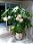 Epiphyllum oxypetalum - Rainha Da Noite - Imagem 2