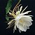 Epiphyllum oxypetalum - Rainha Da Noite - Imagem 5