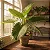 Orelha de Elefante - Alocasia macrorrhiza - Imagem 3
