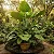 Orelha de Elefante - Alocasia macrorrhiza - Imagem 2