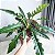 Philodendron ring of fire ‘green - Imagem 1