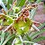 Catasetum Fimbriatum x Pilleatum Imperiallis (var nº 2) - Imagem 2
