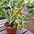Catasetum fimbriatum x pilleatum imperialis 'Tuty' (2) - Imagem 2