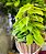 Jiboia Limão - Epipremnum aureum - Imagem 4