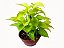 Jiboia Limão - Epipremnum aureum - Imagem 2