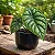 Alocasia baginda ‘Dragon Scale’ - Imagem 2