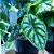 Alocasia baginda ‘Dragon Scale’ - Imagem 2
