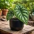 Alocasia baginda ‘Dragon Scale’ - Imagem 3