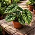 Alocasia baginda ‘Dragon Scale’ - Imagem 1