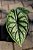 Alocasia baginda ‘Dragon Scale’ - Imagem 1