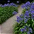 Agapanthus Azul - Imagem 1