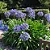 Agapanthus Azul - Imagem 5