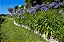 Agapanthus Azul - Imagem 3