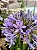 Agapanthus Azul - Imagem 2
