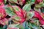 Aglaonema Siam Aurora - Imagem 1