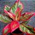 Aglaonema Siam Aurora - Imagem 3