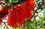 Jade Vermelha - Mucuna bennettii  (Trepadeira) - Imagem 3