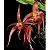 Bulbophyllum Jersey - Imagem 1