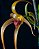 Bulbophyllum Jersey - Imagem 2