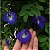 Fada Azul - Clitoria ternatea - Imagem 1