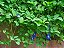 Fada Azul - Clitoria ternatea - Imagem 7