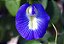 Fada Azul - Clitoria ternatea - Imagem 2