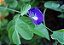 Fada Azul - Clitoria ternatea - Imagem 4
