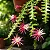 Cacto Samambaia/Sianinha - Selenicereus anthonyanus - Imagem 2
