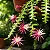 Cacto Samambaia/Sianinha - Selenicereus anthonyanus - Imagem 1