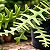 Cacto Samambaia/Sianinha - Selenicereus anthonyanus - Imagem 5