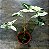 Singônio Variegata - Imagem 4
