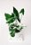 Singônio Variegata - Imagem 3